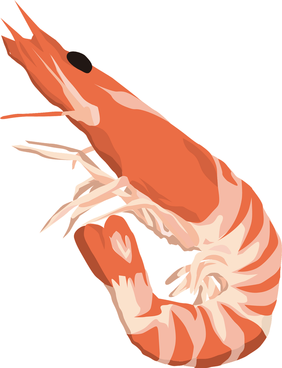 Northern shrimp food vector clipart images