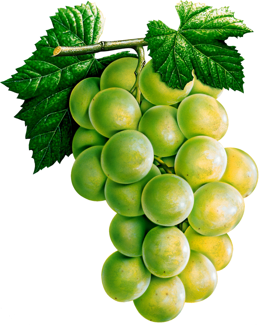 Grape clipart picture 2