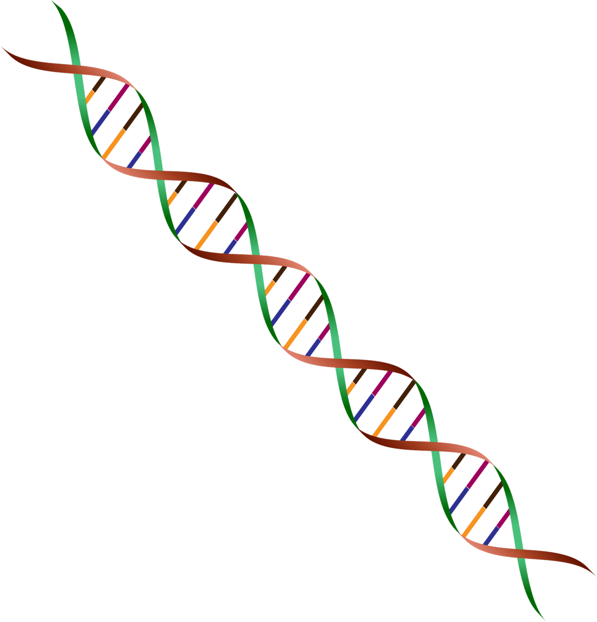 Dna vector clipart images 2