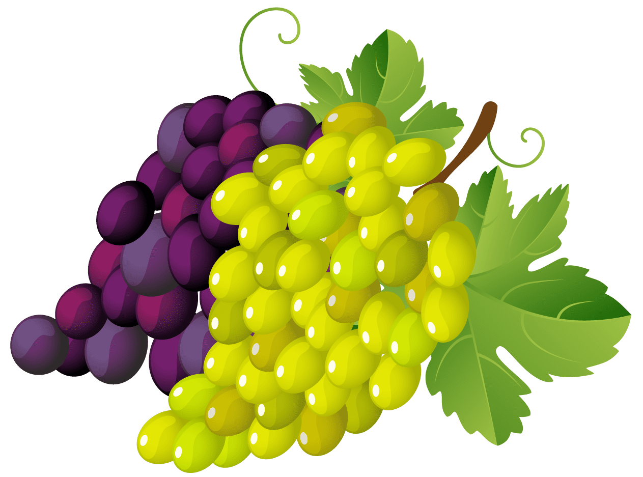 Grape painted grap clipart picture