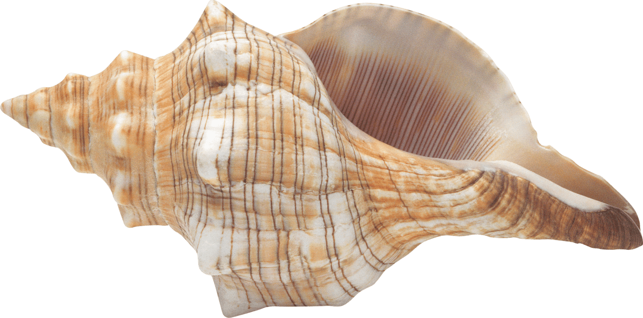 Seashells conch clipart free