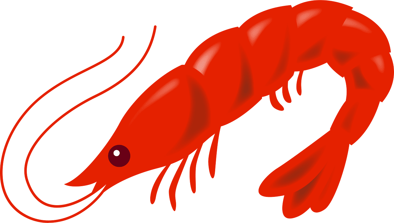 Japanese shrimp vector clipart images