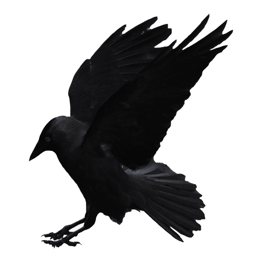 Crow images hd photo clipart