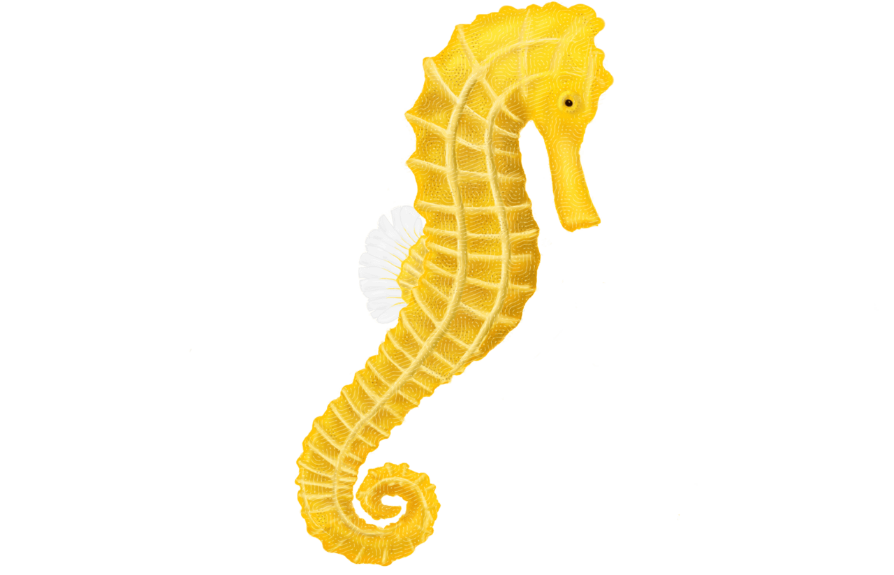 Seahorse photo background clipart