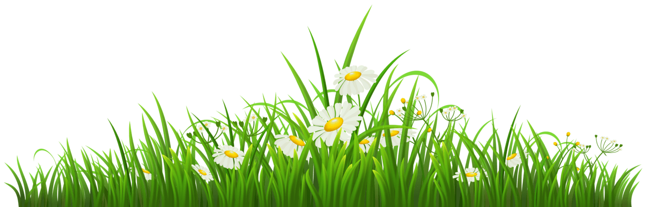 Springtime grass with chamomile clipart image