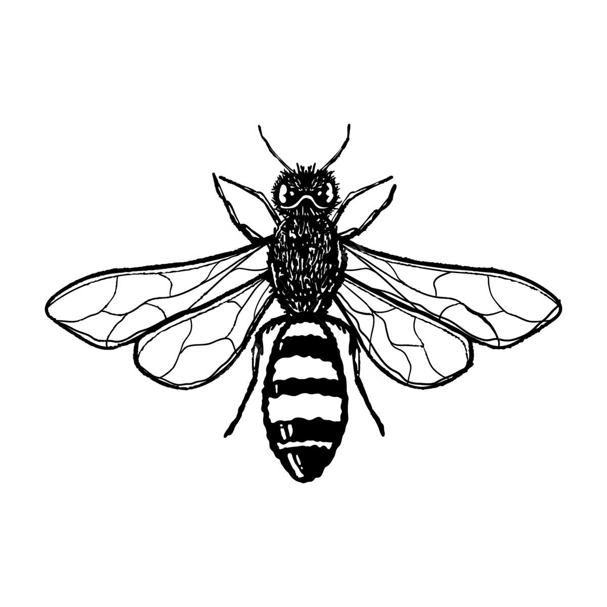 Bee black and white outline images vector clipart