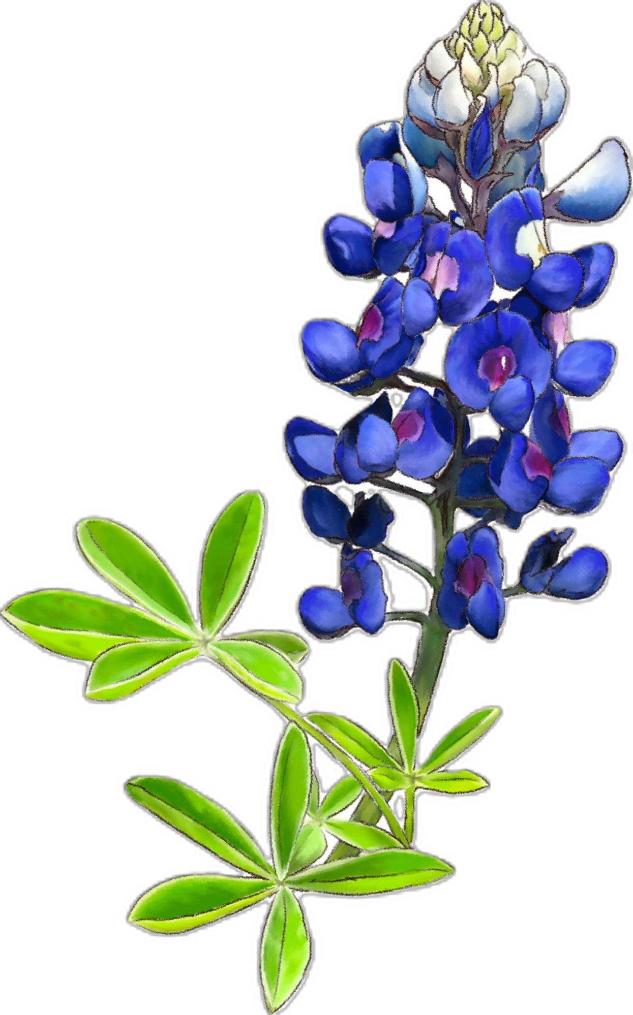 Texas state flower bluebonnet print wildflower art highways floral garden home painting clipart vector