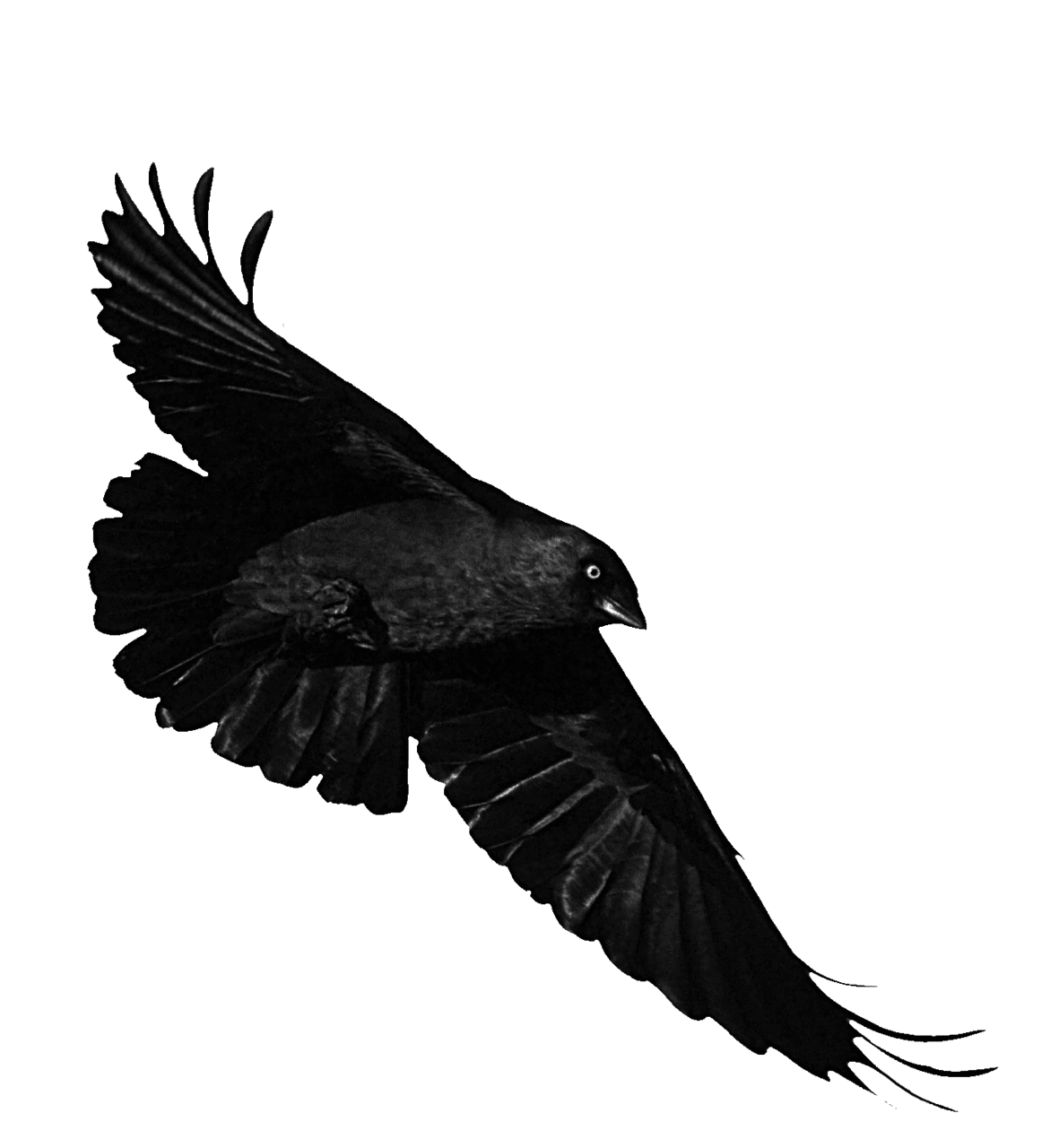 Crow pin page clipart picture