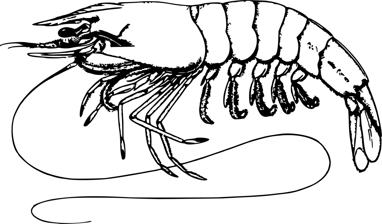 Shrimp and prawn as food drawing black white clipart image with no background