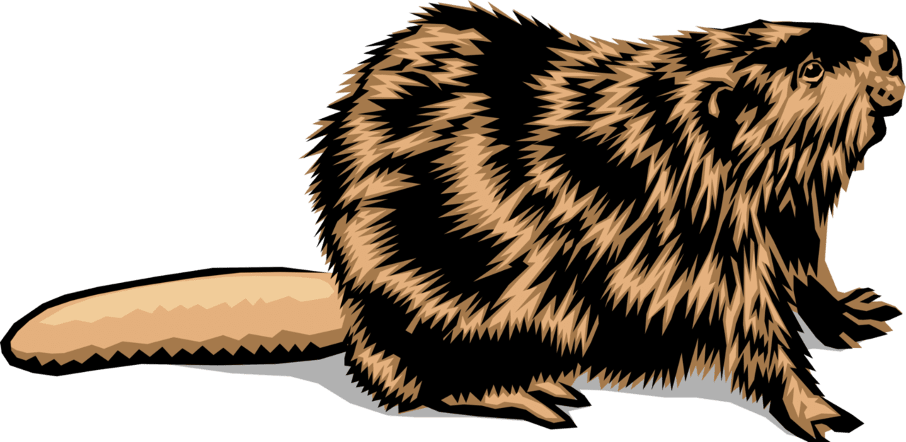 Semiaquatic castor beaver vector image clipart