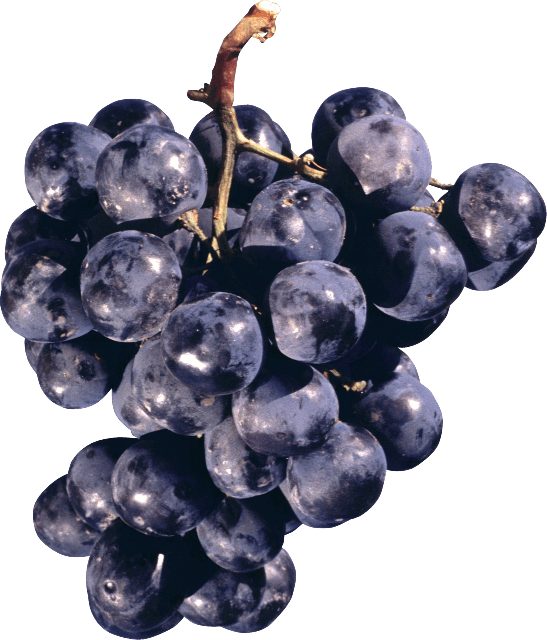 Black grape image for clipart