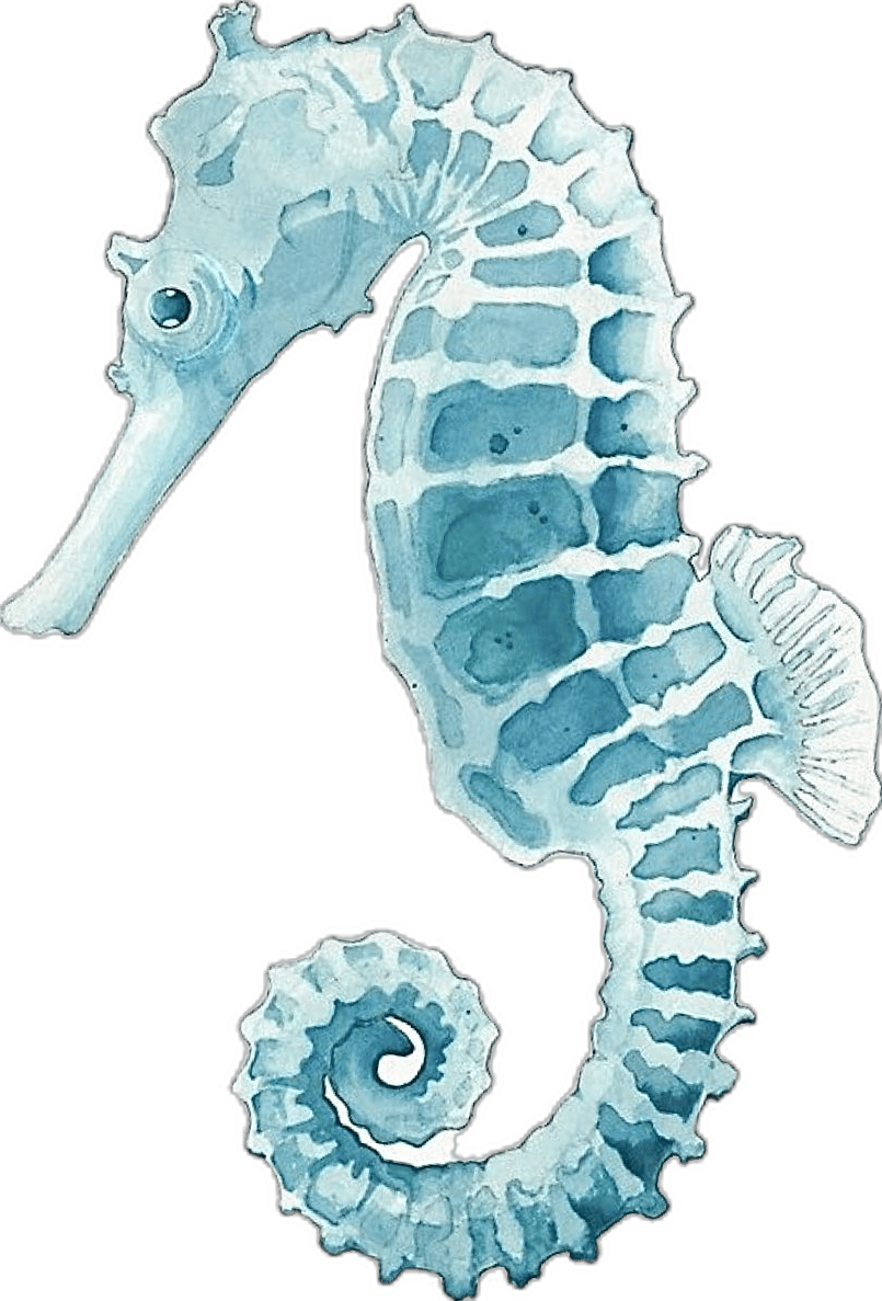 Seahorse pin page clipart clip art