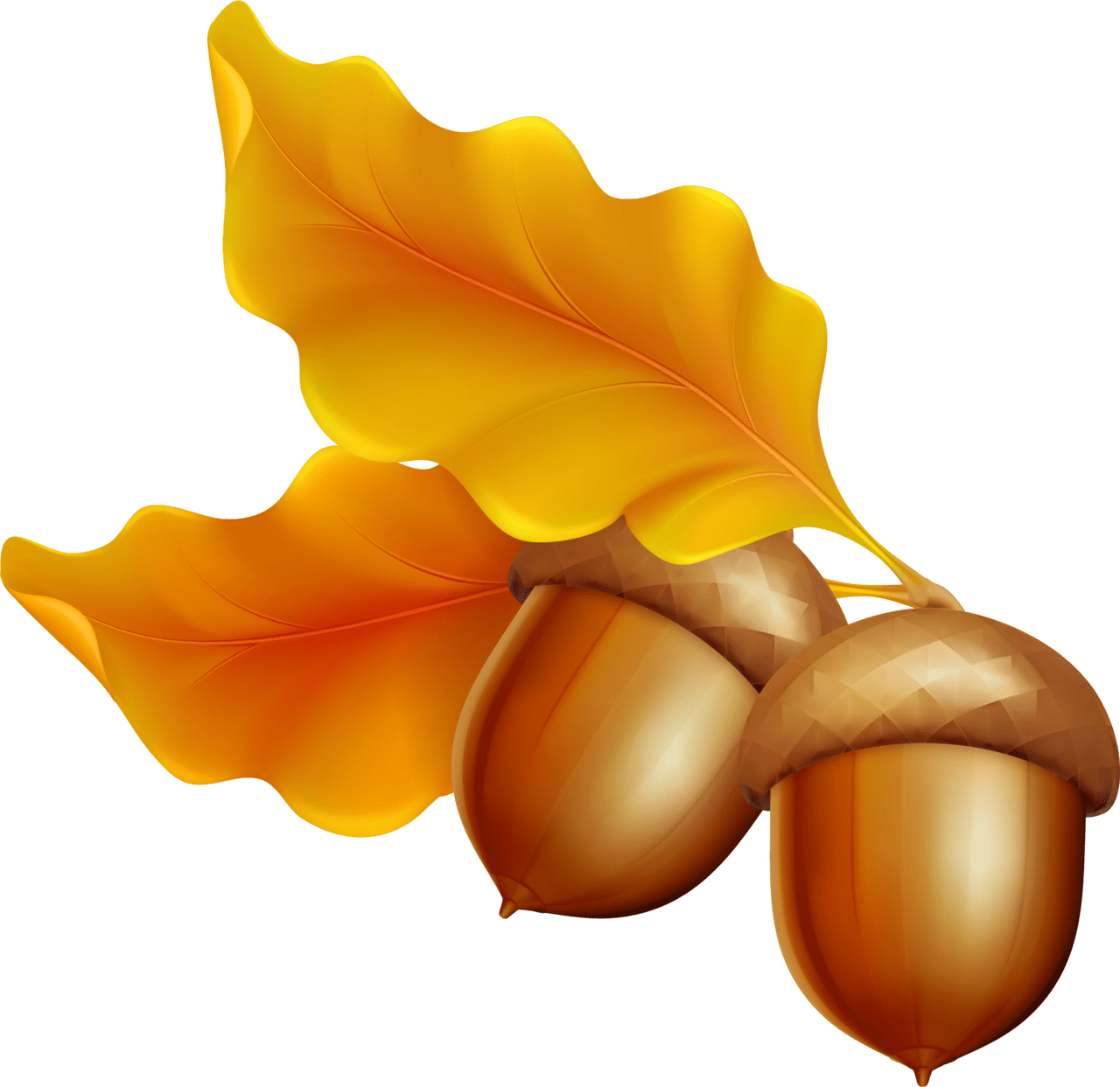 Fall pictures leaves with acorn clipart