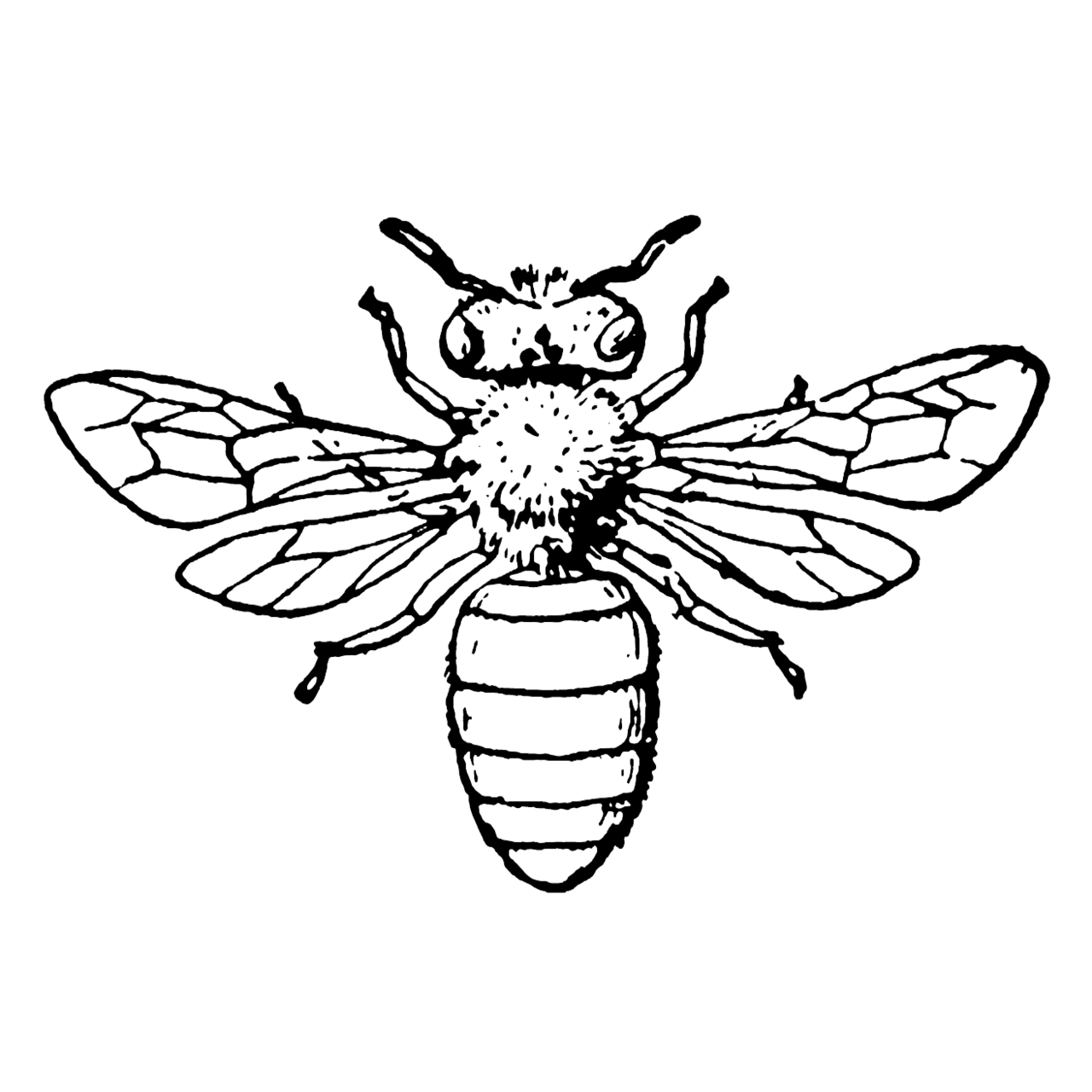 Bee black and white next generation beekeeping clipart photo