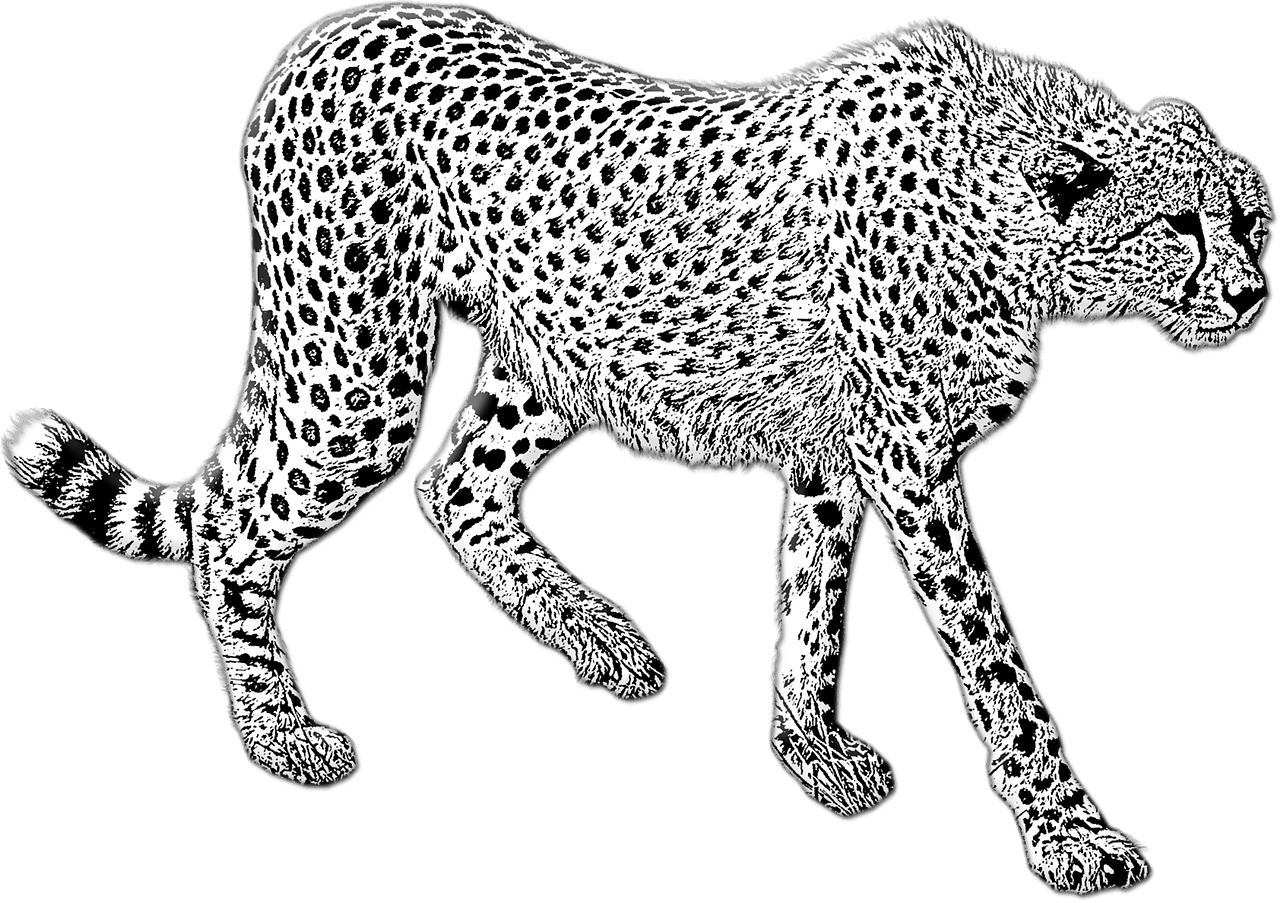 Cheetah vector clipart images 5