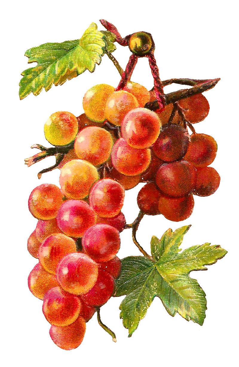 Grape page clipart photo