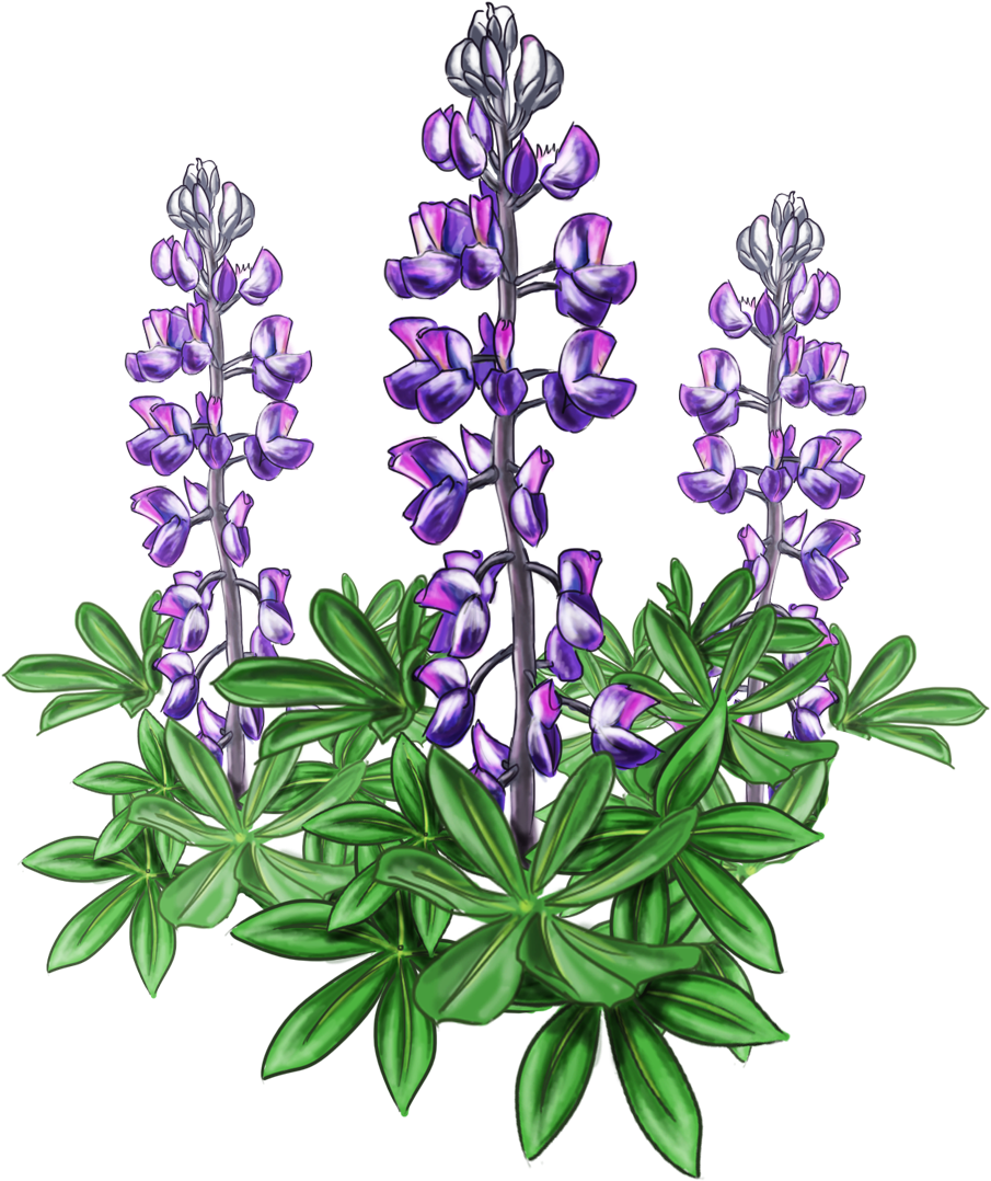 Lupine bluebonnet alaska plant clipart large size image