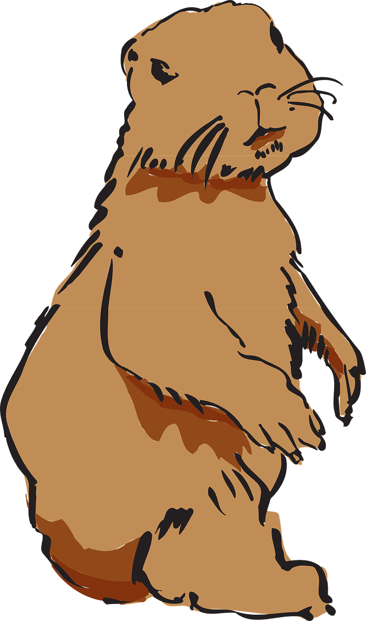 Beaver fur pelt vector graphic clipart