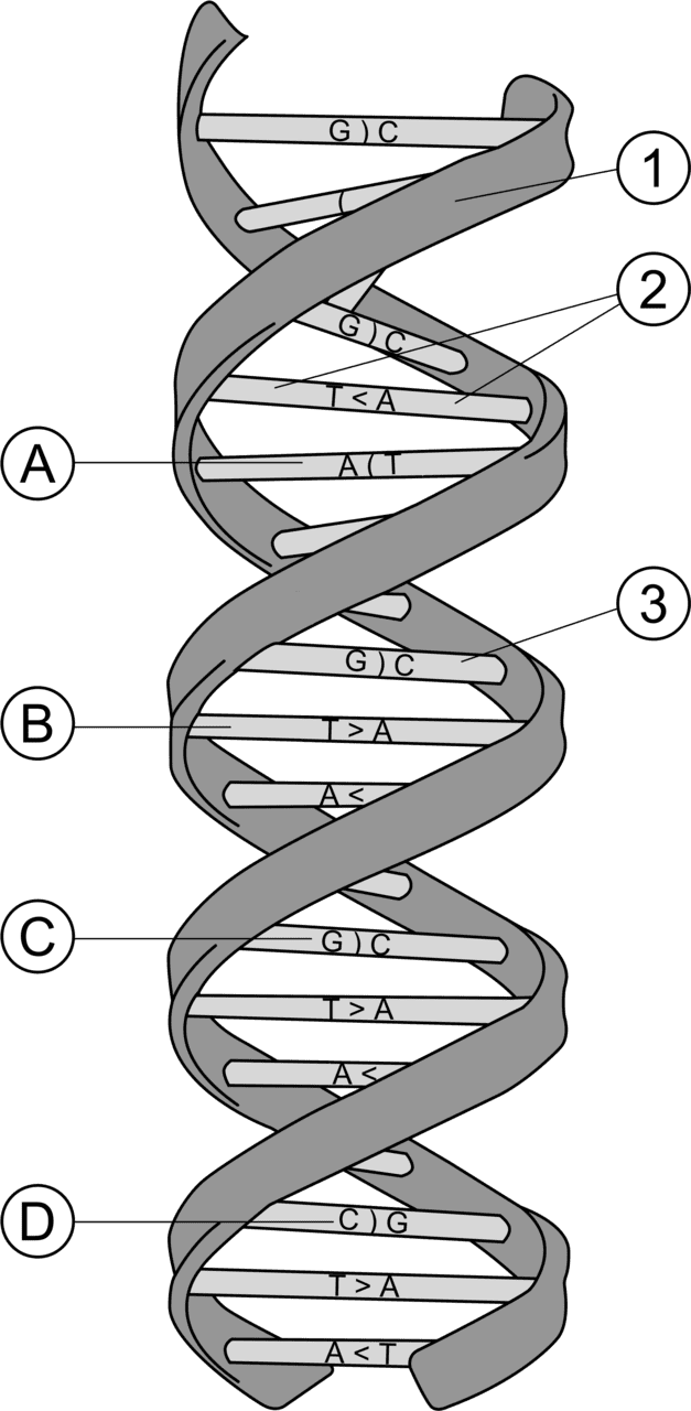 Dna clipart structure of image with no background