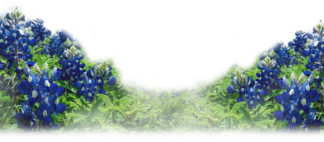 Bluebonnet take the first step essential oils oil recipes for all occasions image with no background clipart