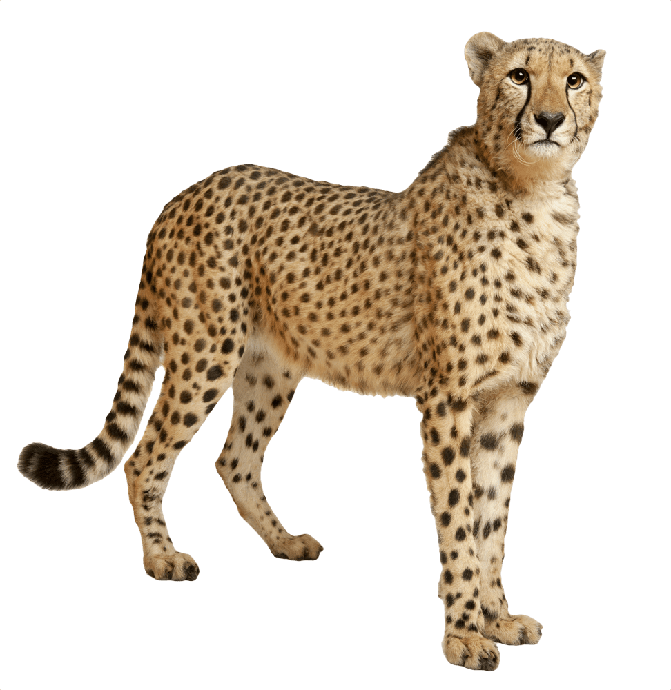 Cute cheetah clipart clip art