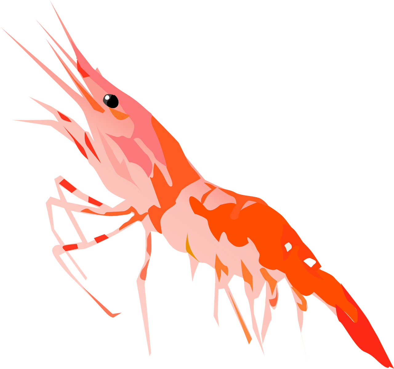 Shrimp vector clipart images 13