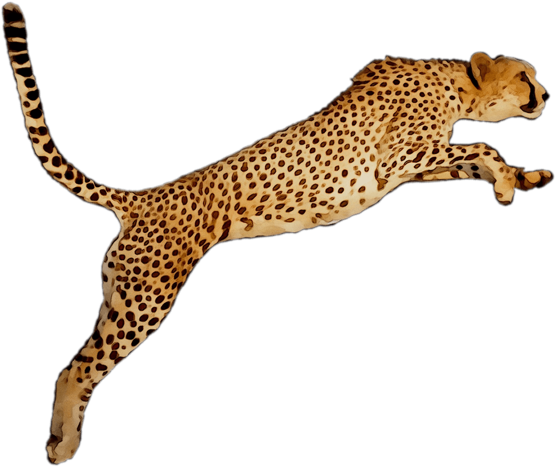 Portable leopard desktop graphics cheetah clipart large size image