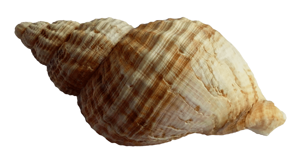 Sea ocean shell clipart transparent