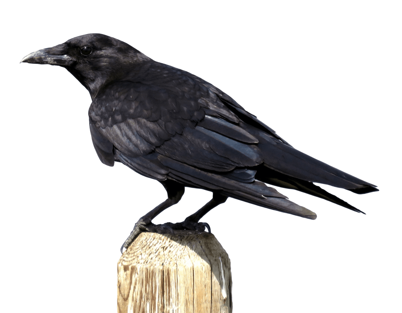 Crow clipart free