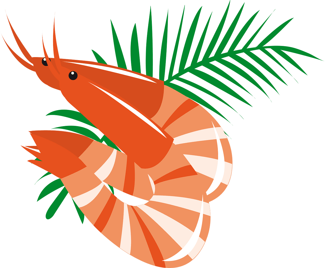 Shrimp vector clipart images 17