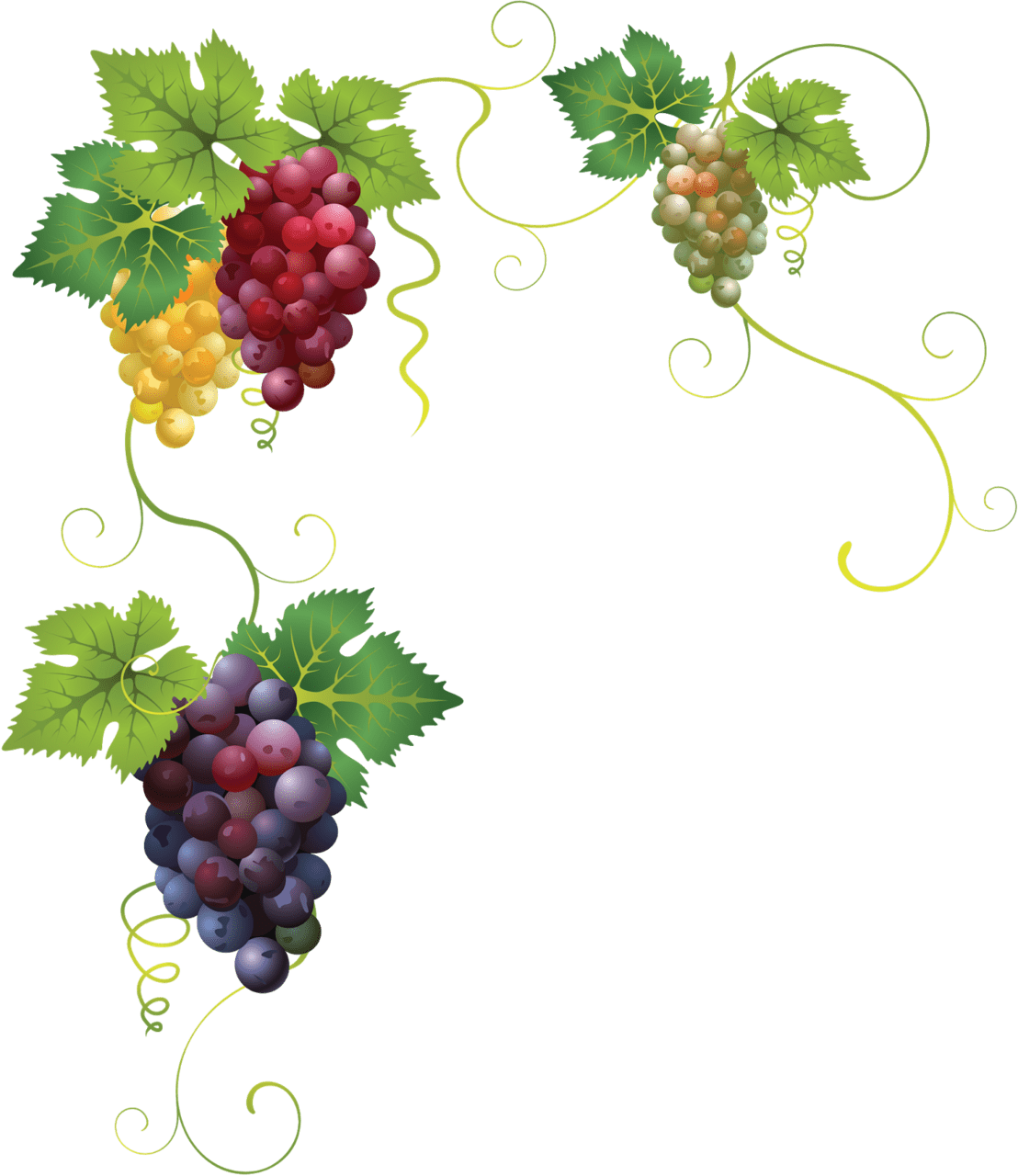 Grape pin page clipart image