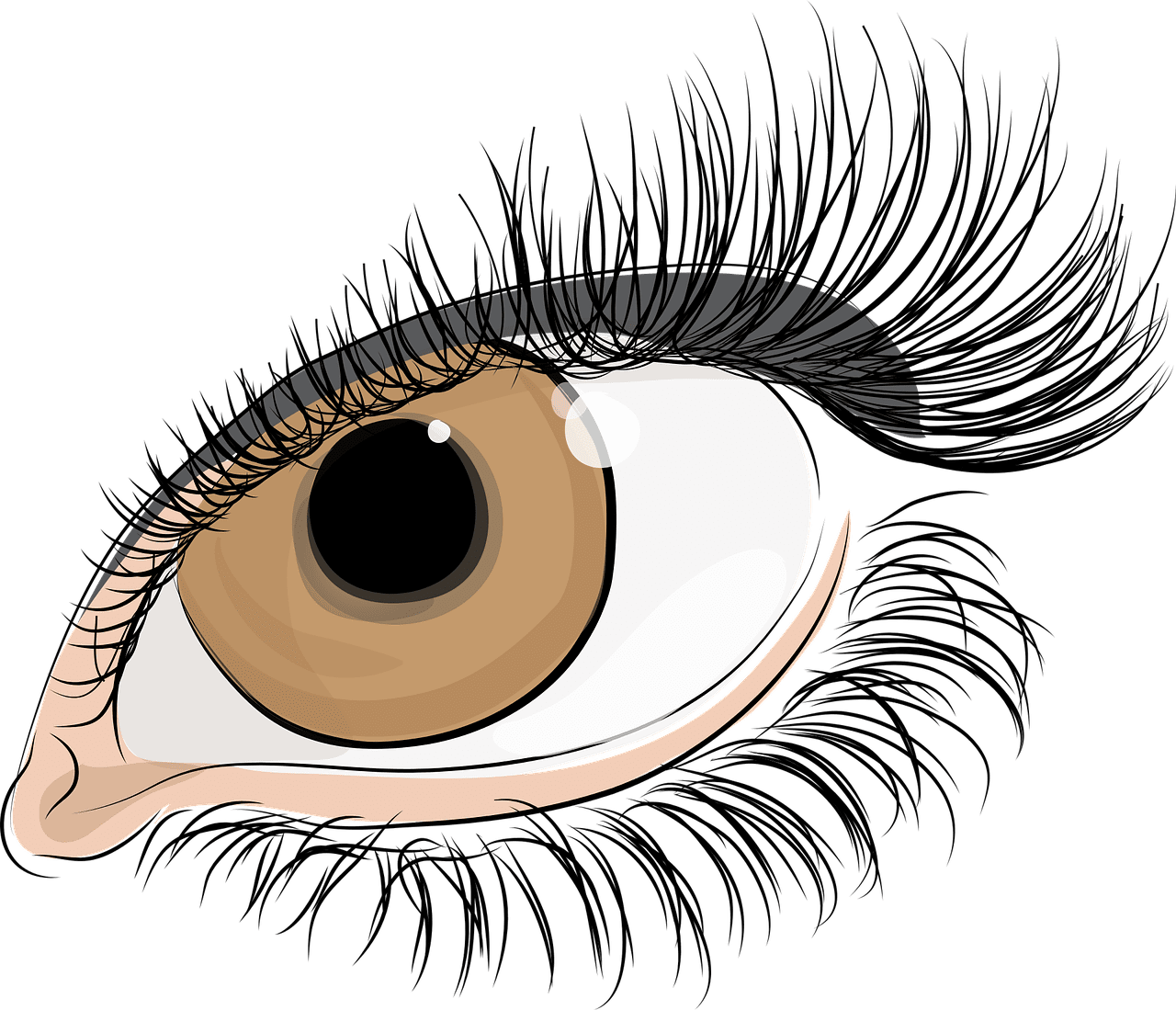 Eyelash anatomy brown iris eye clipart all transparent