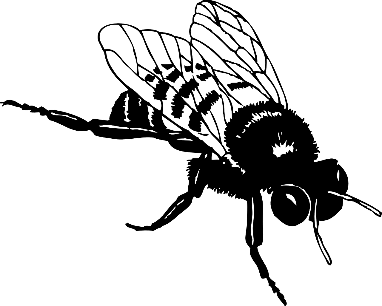 Bee black and white honey stripes vector graphic clipart