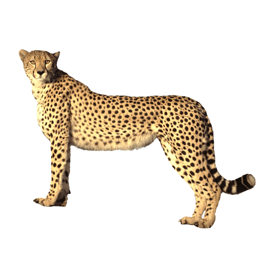 Cheetah images hd photo clipart