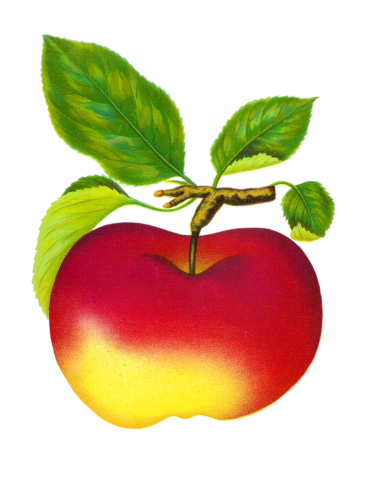 Apples digital vintage fruit red apple graphics beitigheimer clipart free