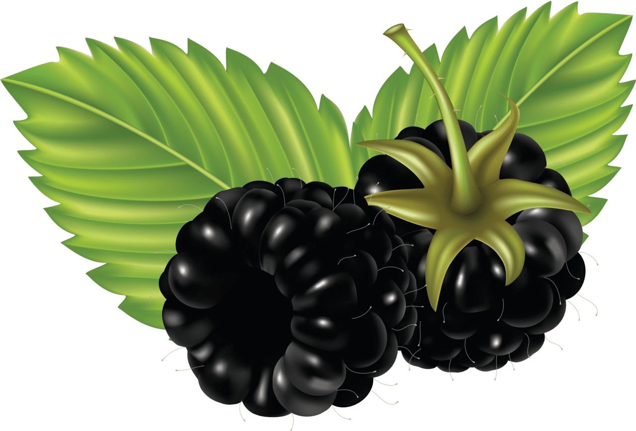 Veggie blackberrys clipart free