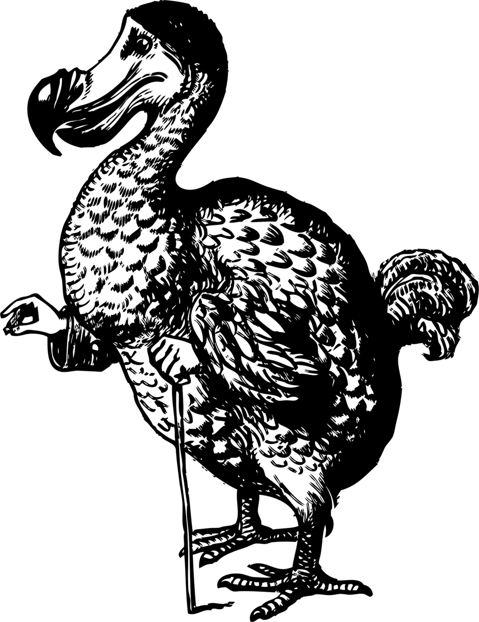 The dodo from alice in wonderland clipart transparent