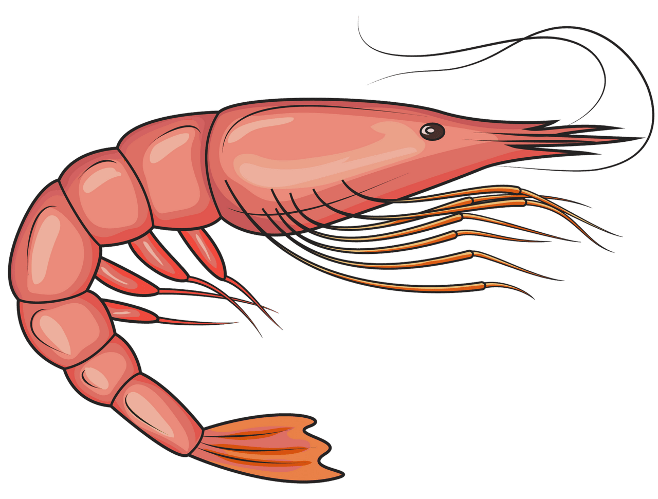 Penaeid shrimp vector clipart images