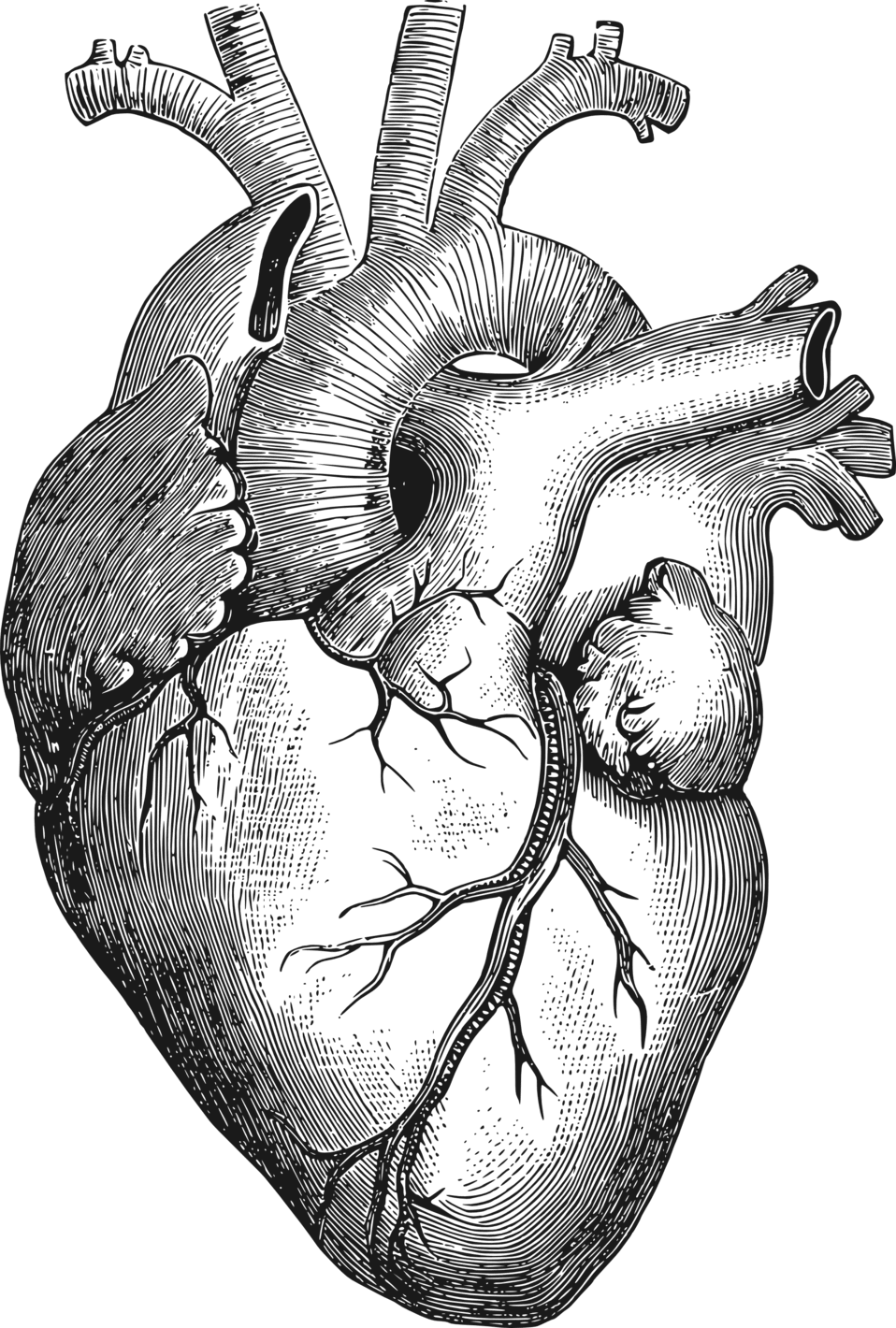 Black white heart clipart image anatomical id