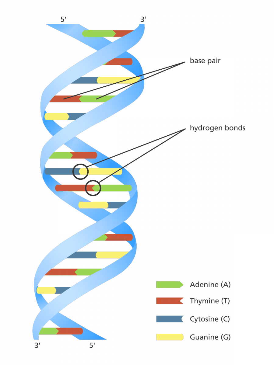 Human dna strand clipart nucleic acid colour double helix image with no background