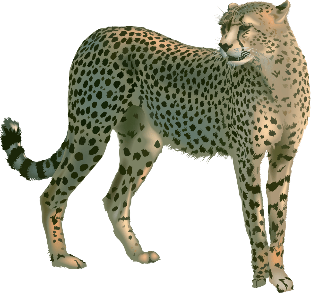 Cheetah image size clipart