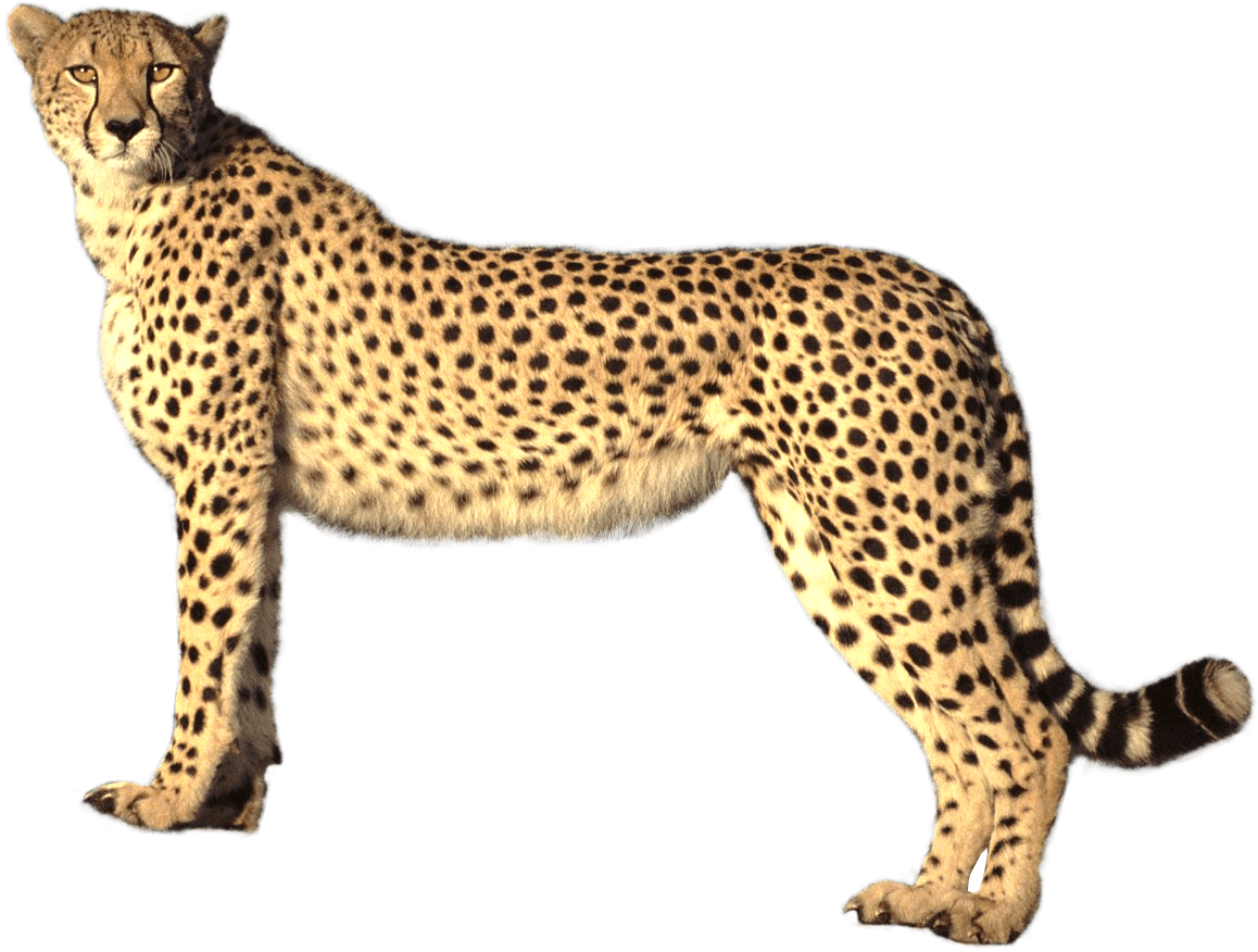 Cheetah background clipart