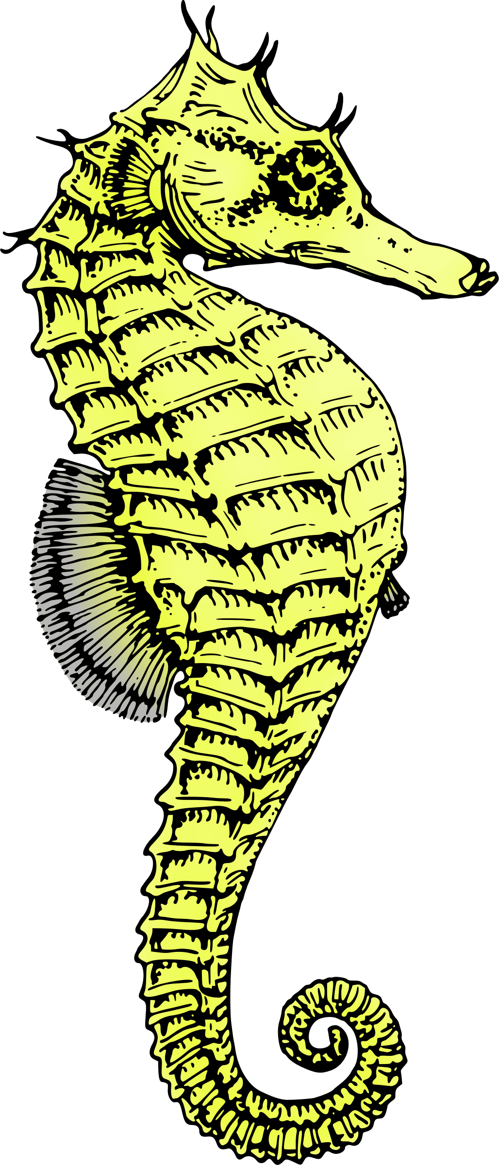 Seahorse image size clipart 3