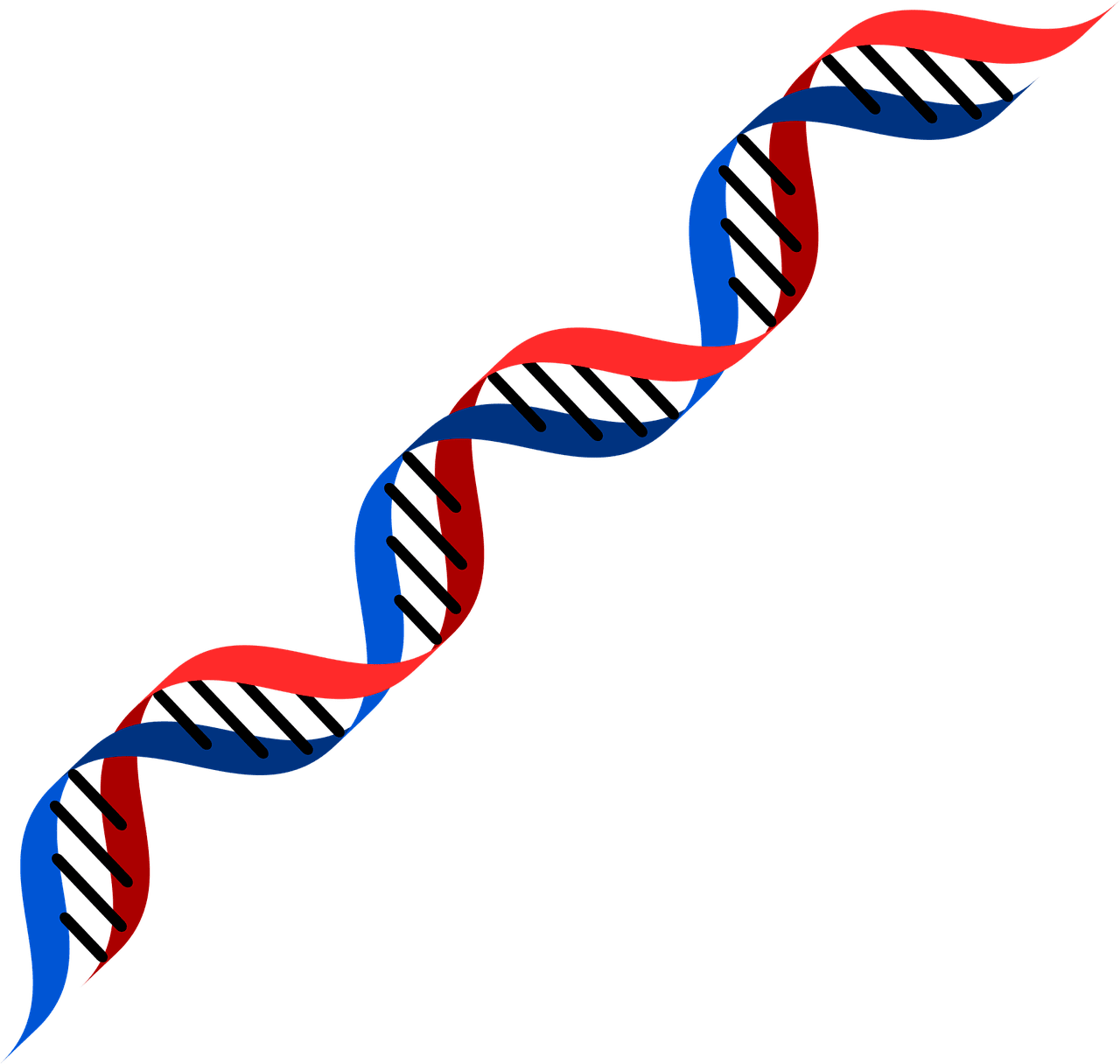 Dna image size clipart 4