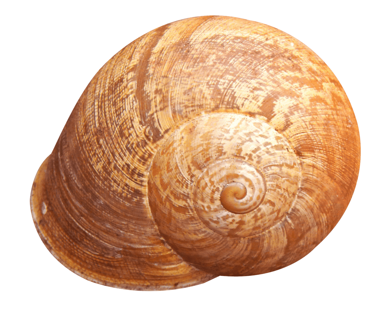 Shell clipart transparent