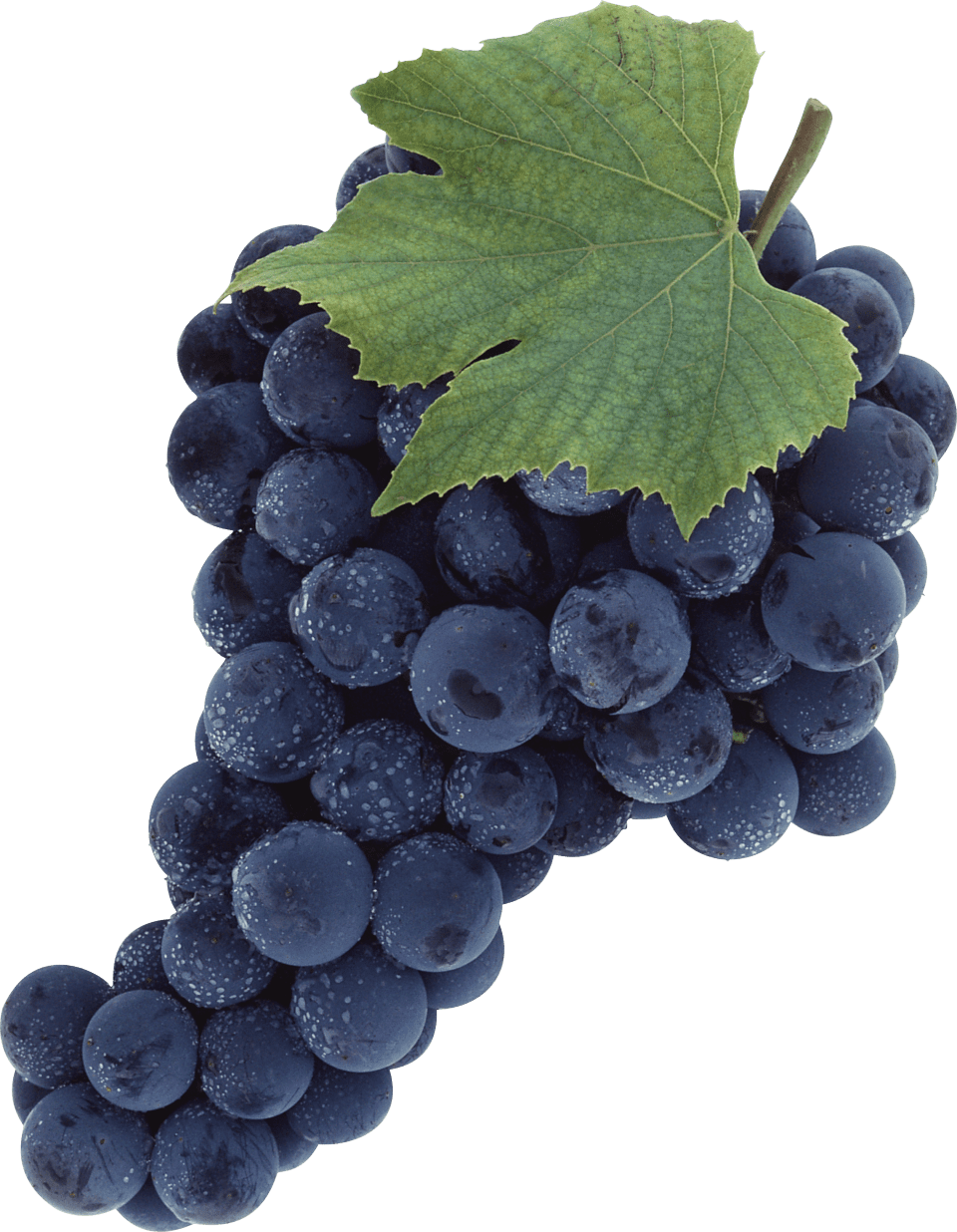 Grape clipart vector 4