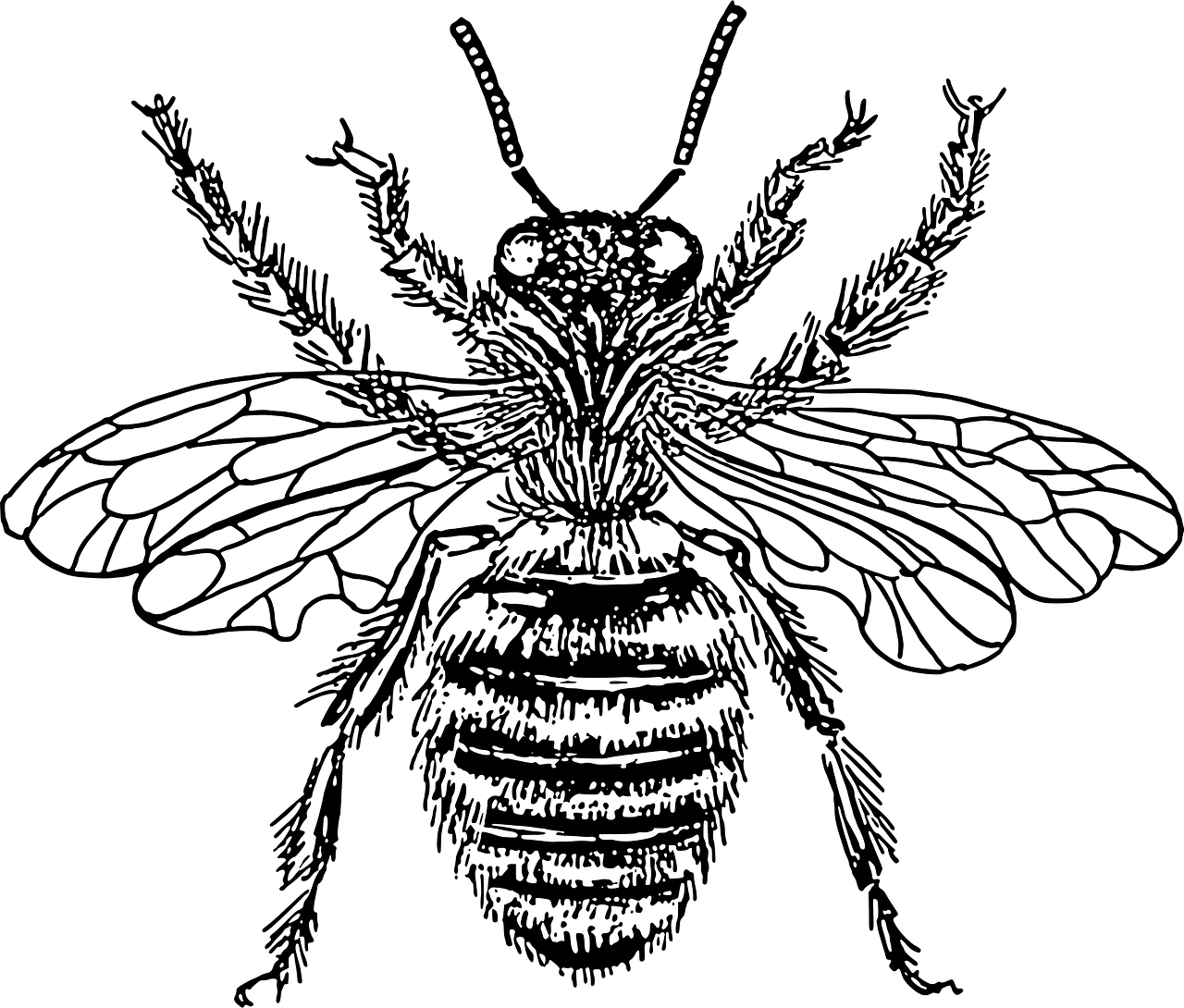 Bee black and white queen vector clipart images 2