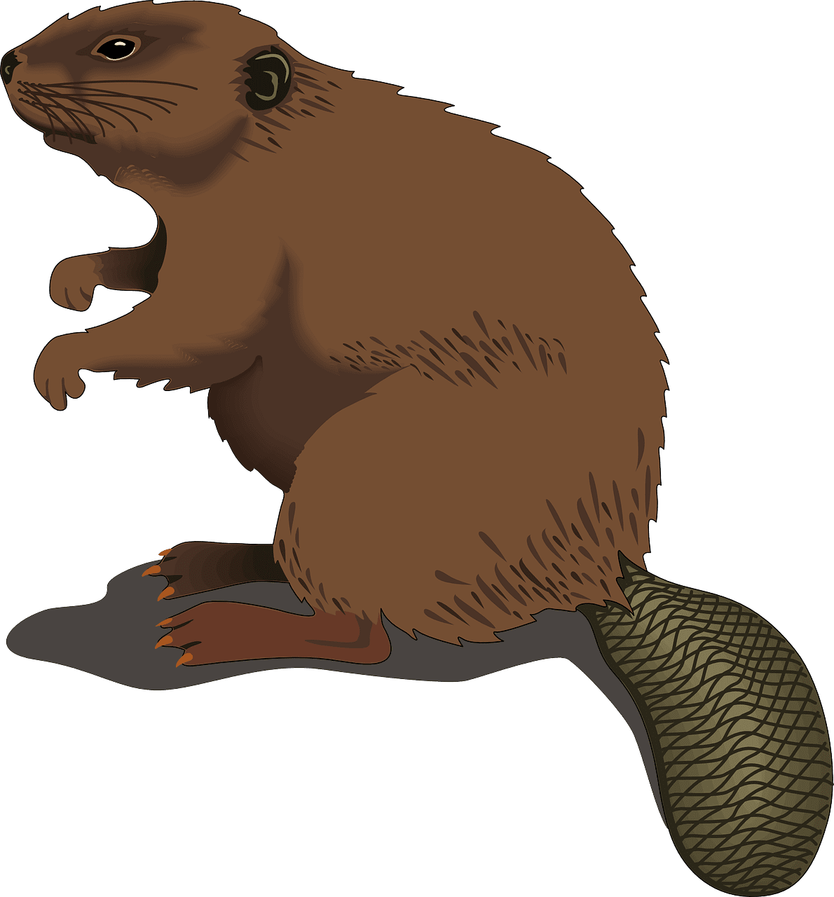 Explore beaver now clipart vector