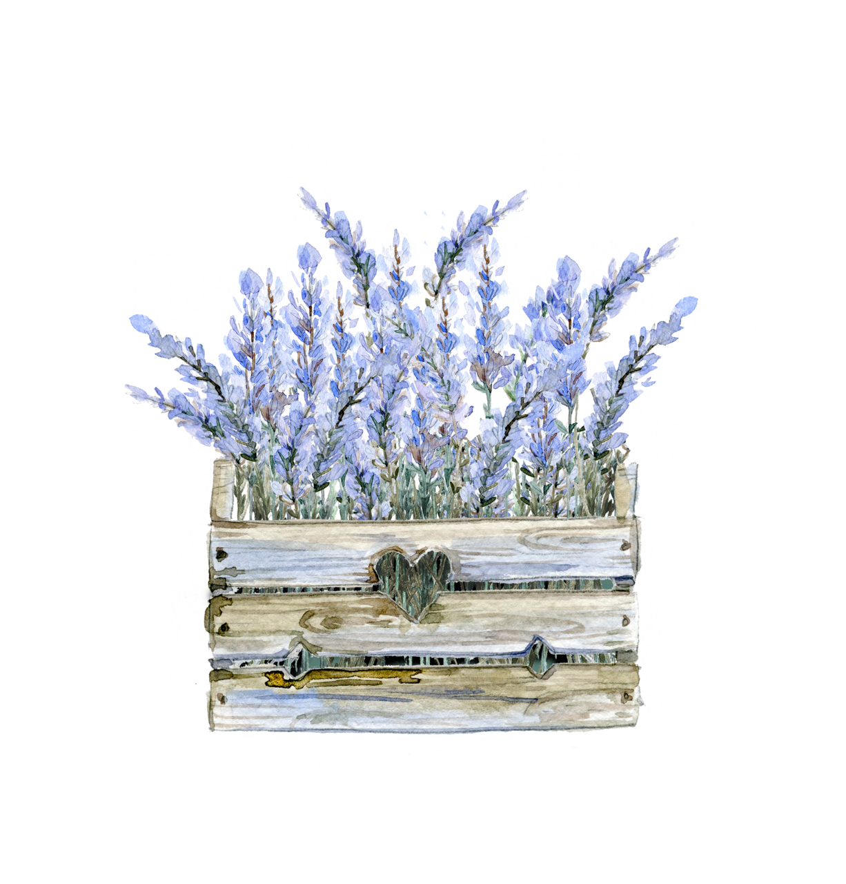 Bluebonnet pin page clipart image