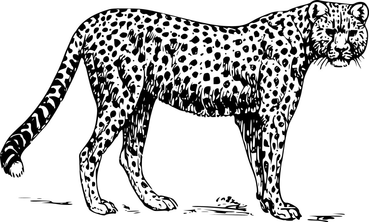 Cheetah images clipart 2